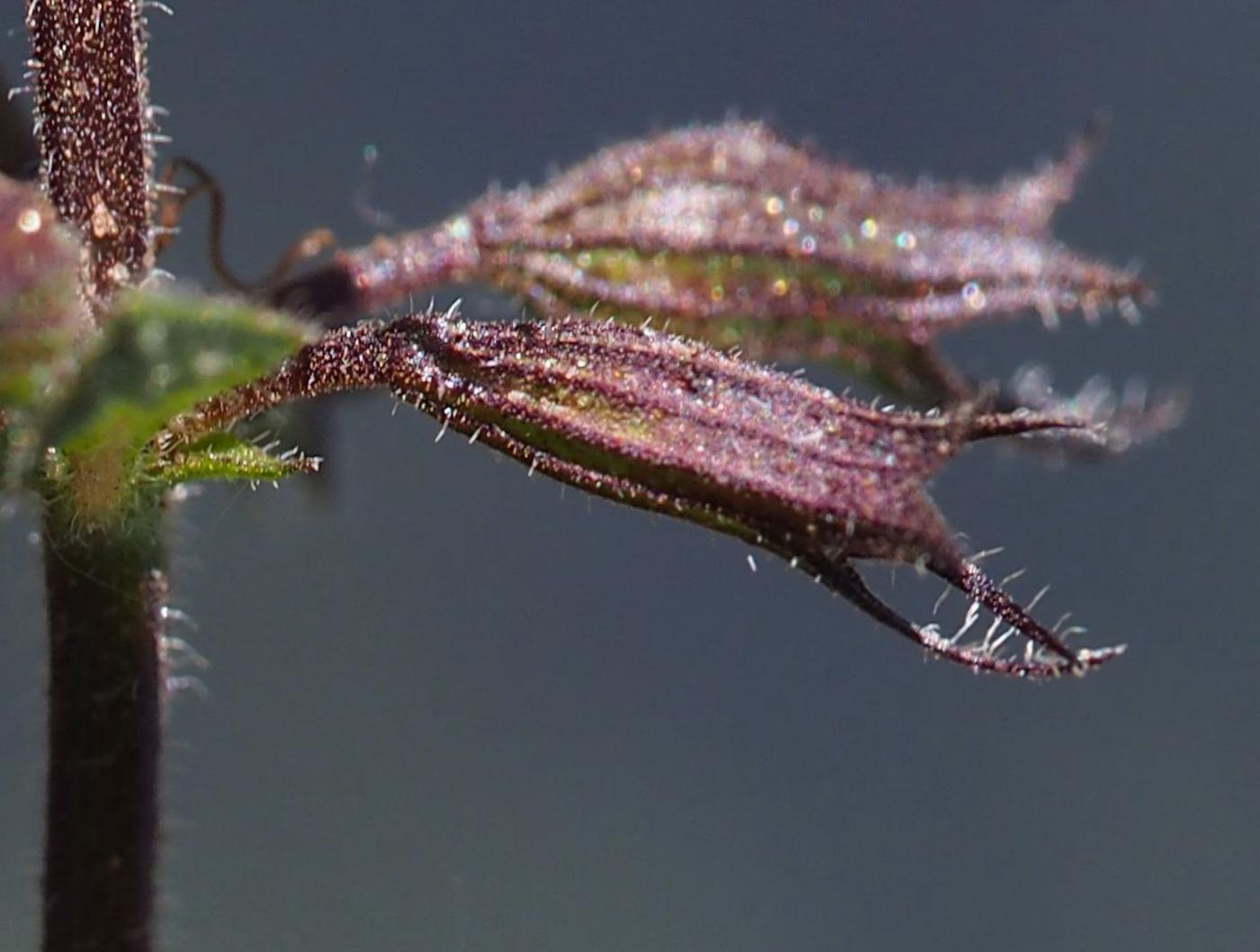 Calamint, Common fruit